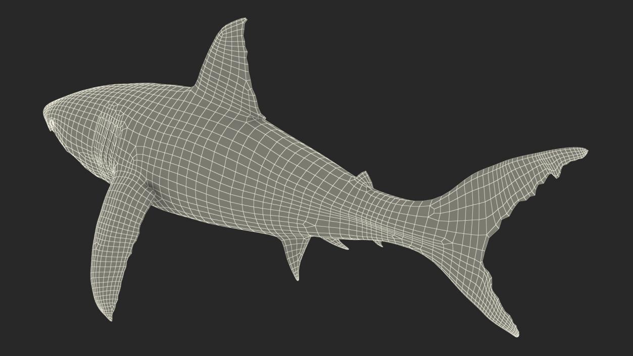 Great White Shark Fish 3D