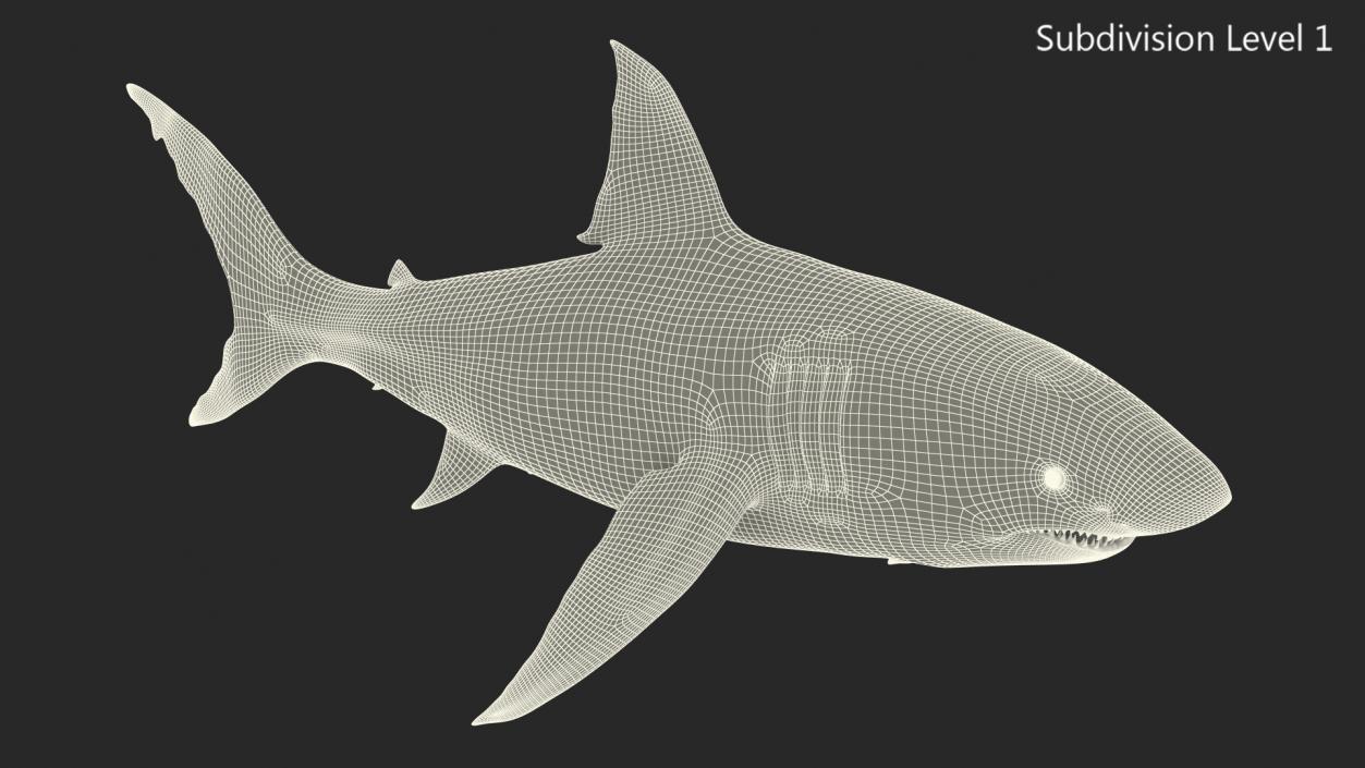 Great White Shark Fish 3D