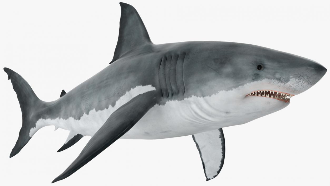 Great White Shark Fish 3D