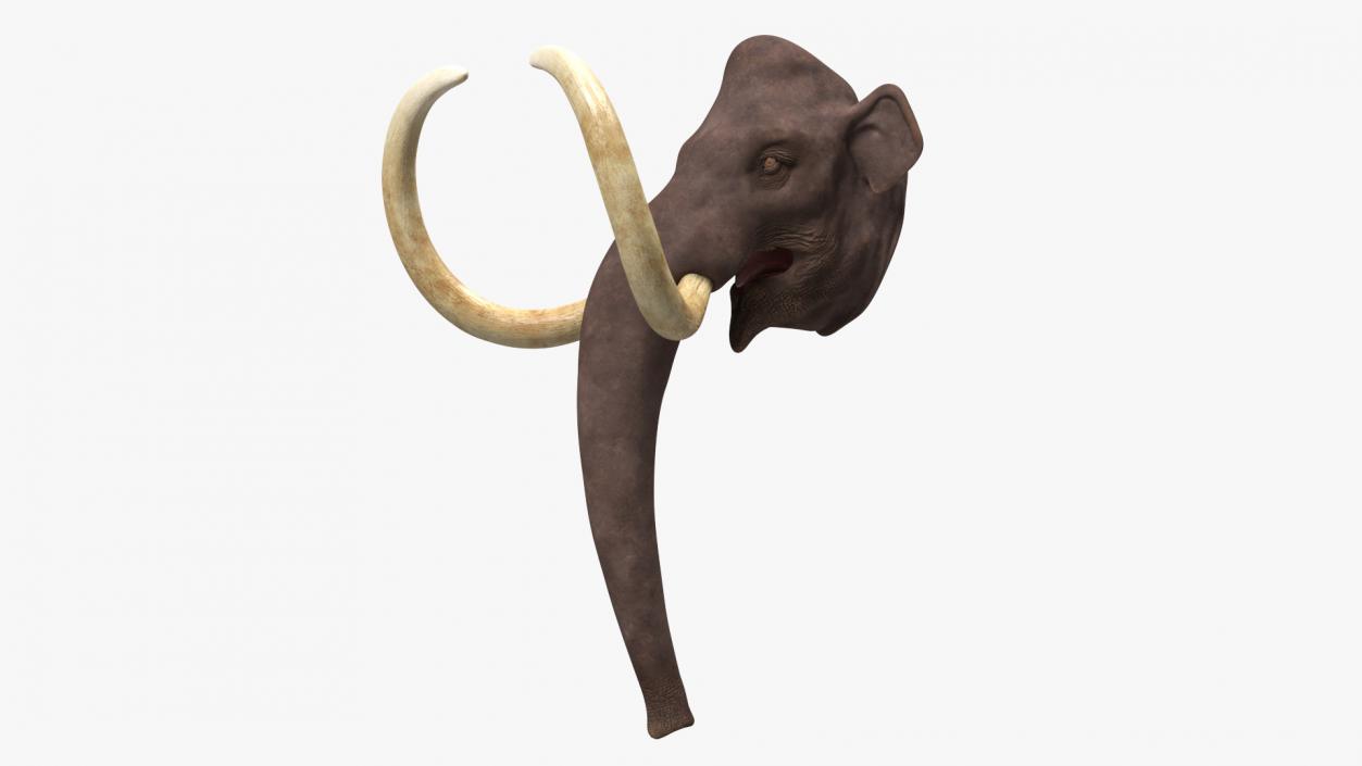 3D Mammoth Adult Head model