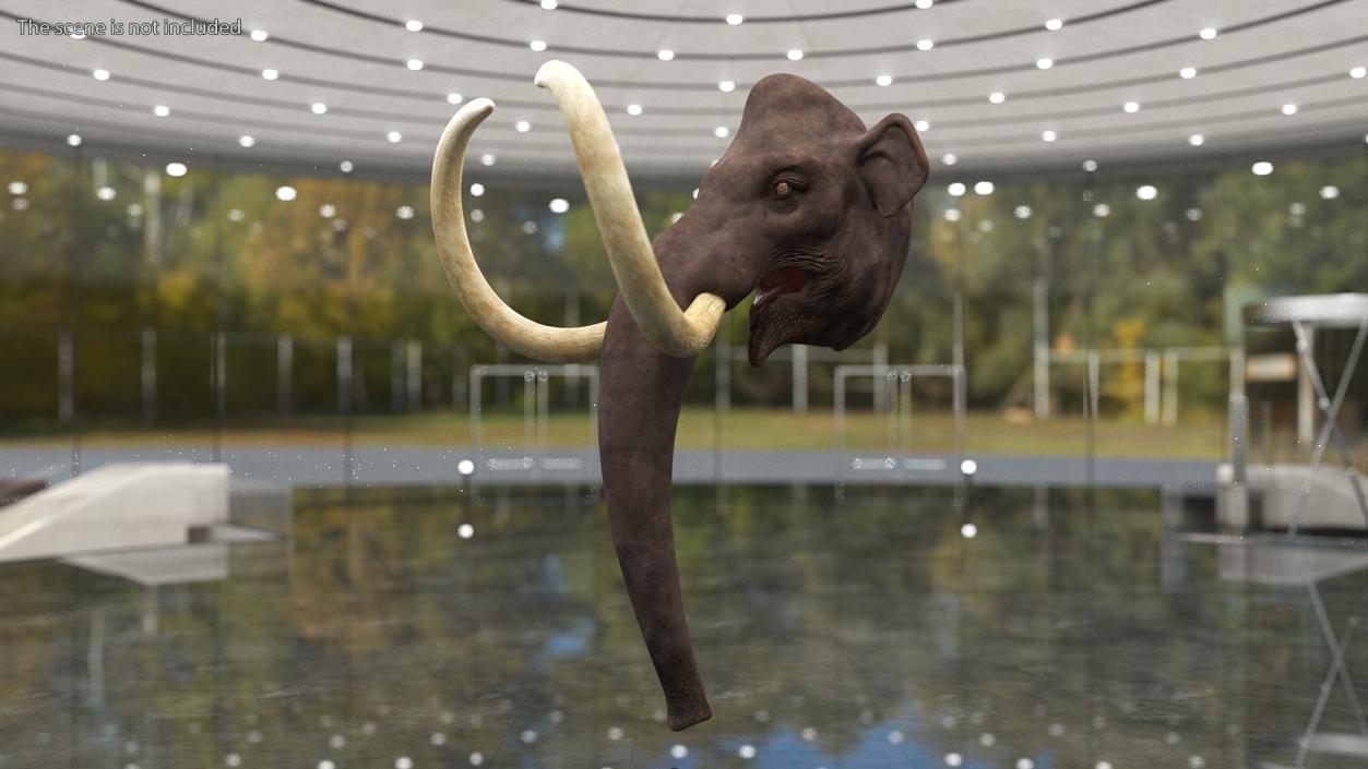 3D Mammoth Adult Head model