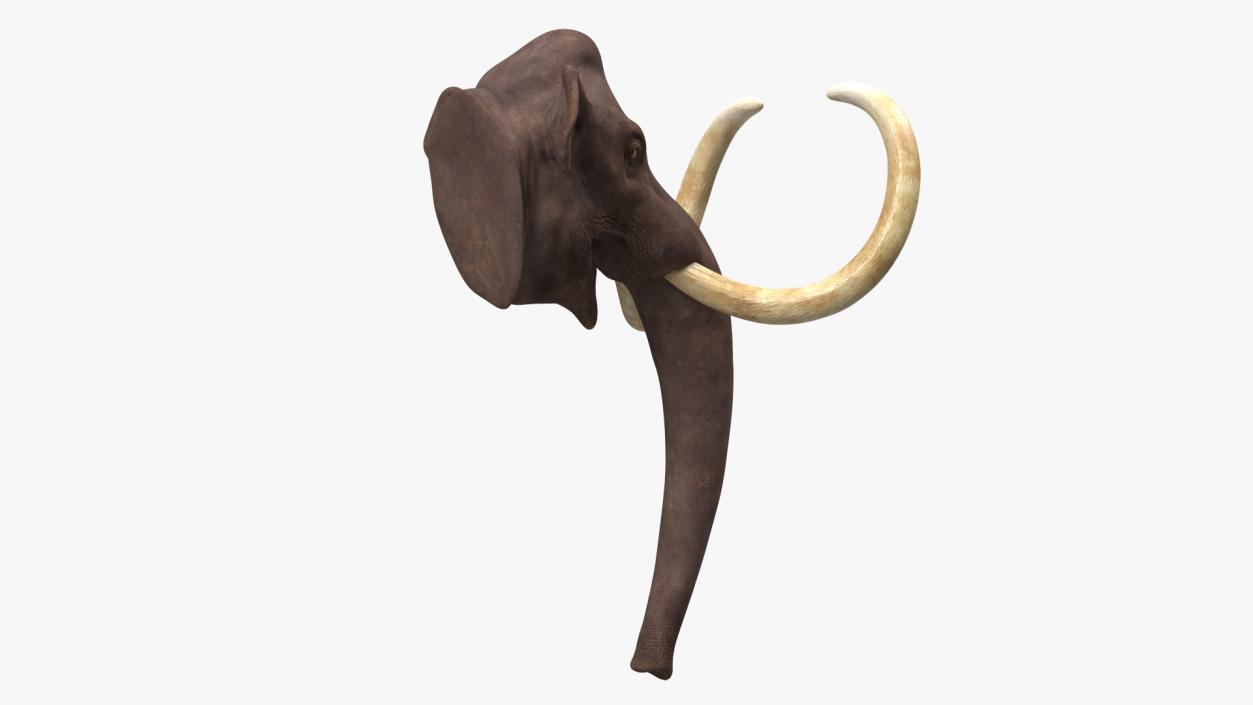 3D Mammoth Adult Head model