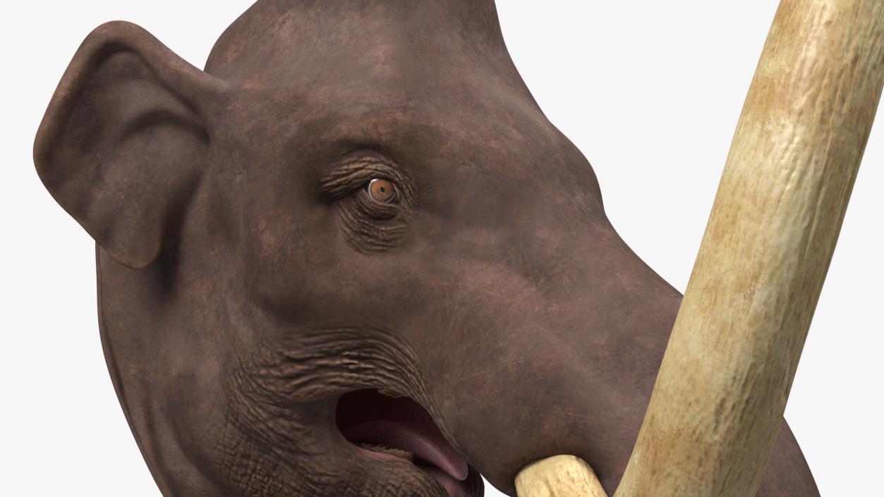 3D Mammoth Adult Head model