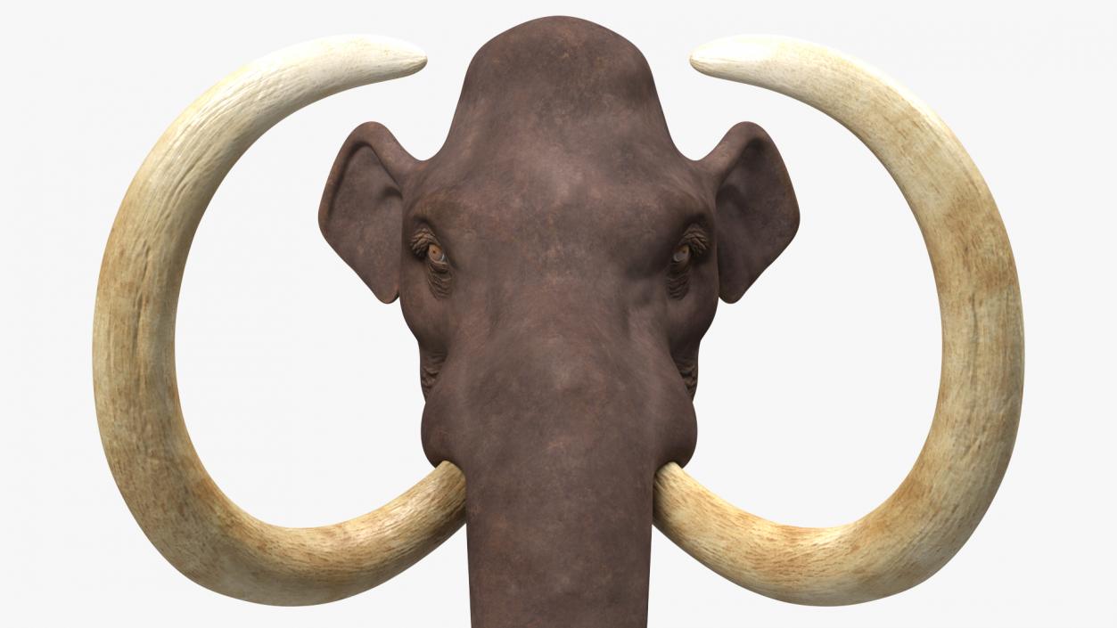 3D Mammoth Adult Head model