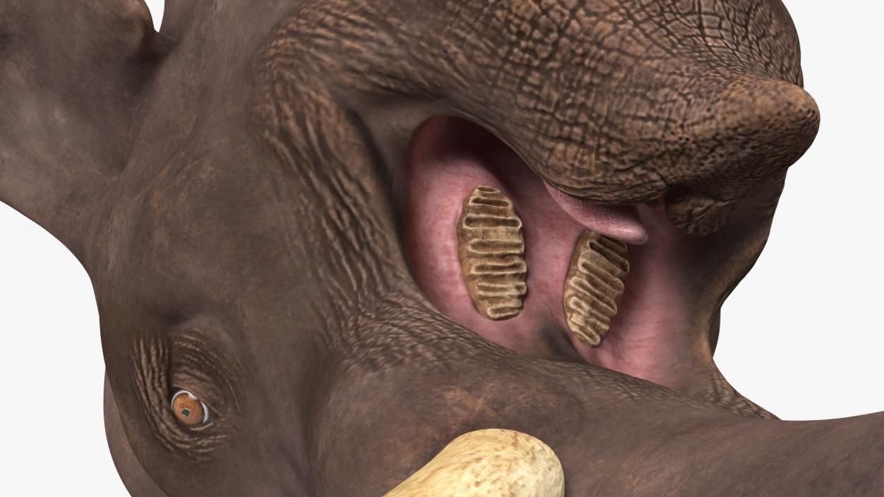 3D Mammoth Adult Head model