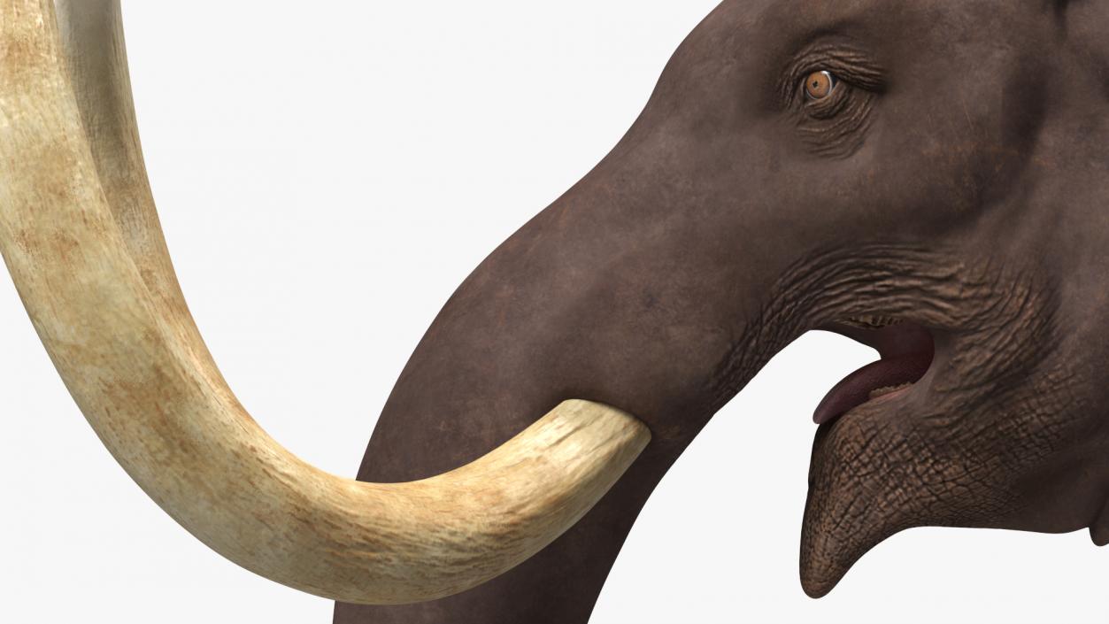 3D Mammoth Adult Head model