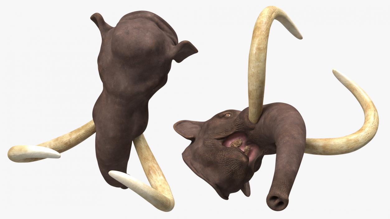 3D Mammoth Adult Head model