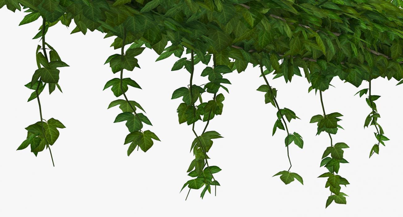 Ivy 3D Models Collection 3D model