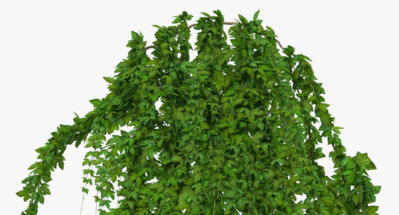 Ivy 3D Models Collection 3D model