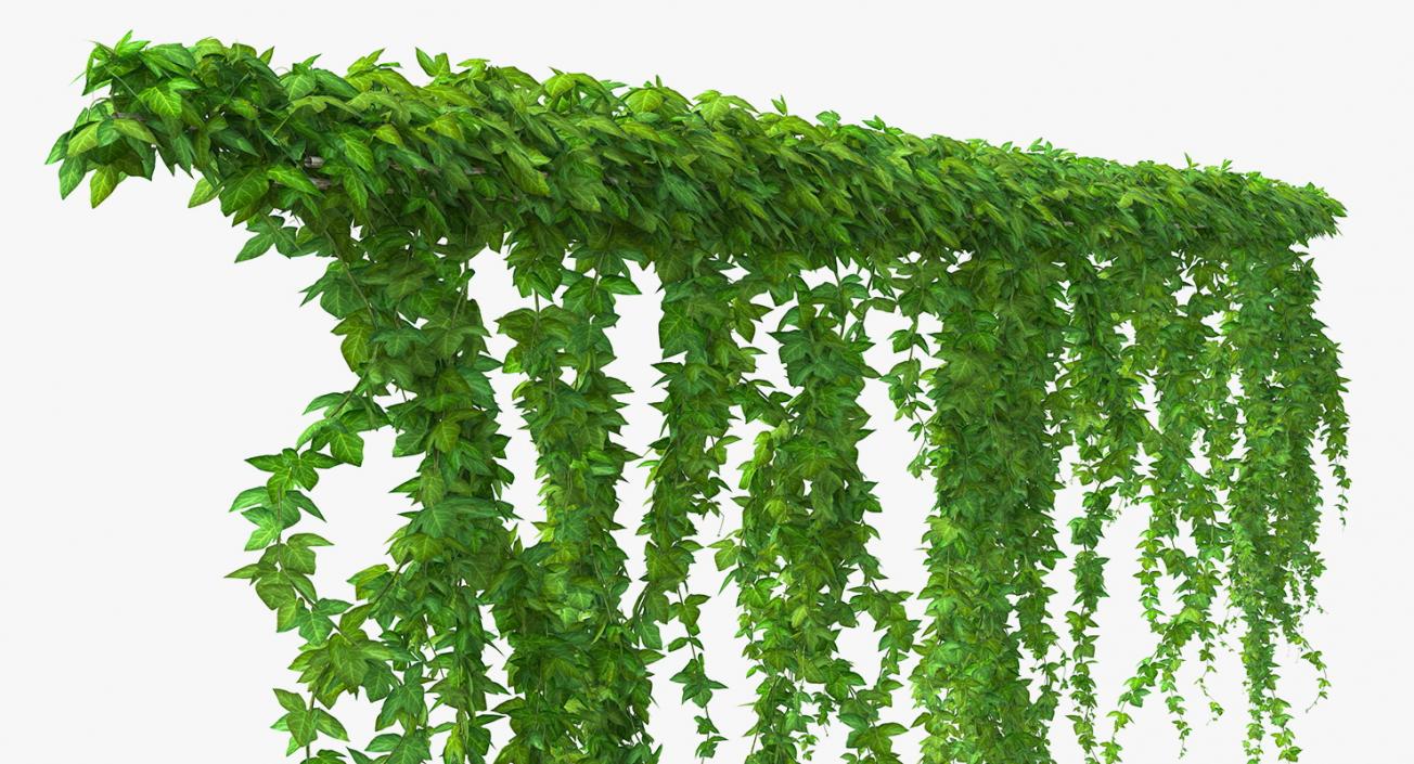 Ivy 3D Models Collection 3D model