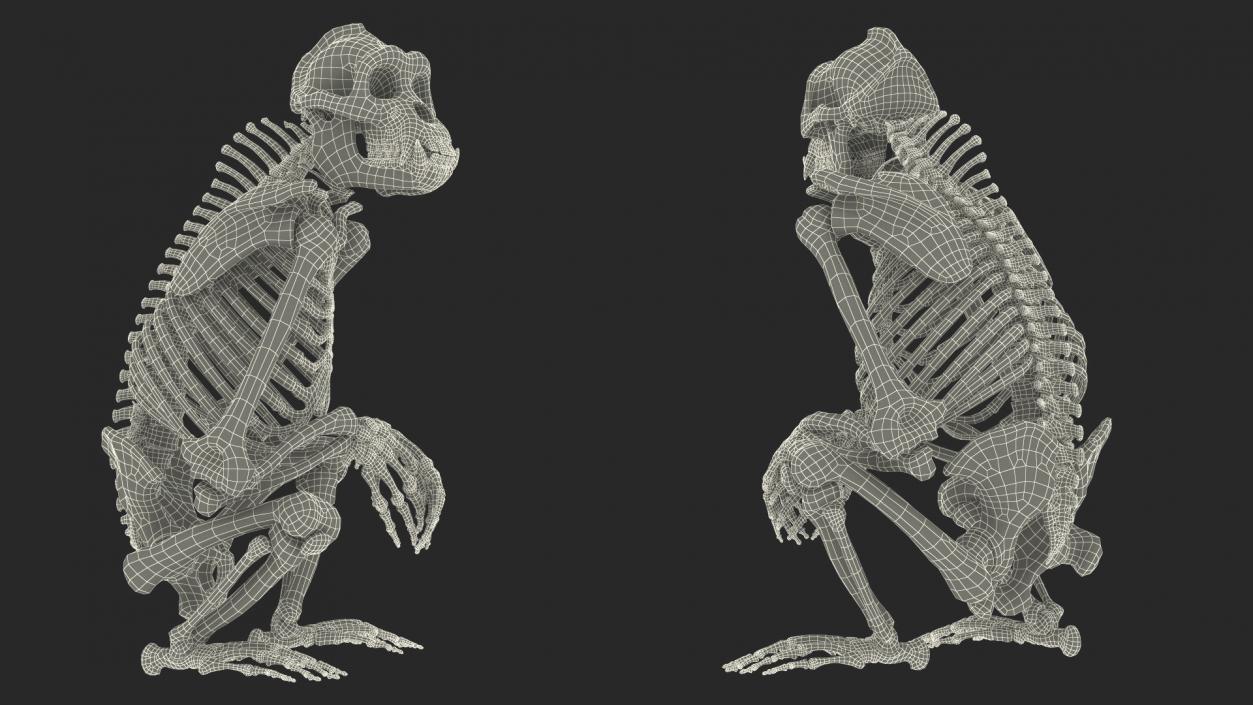 Gorilla Skeleton Sitting 3D model