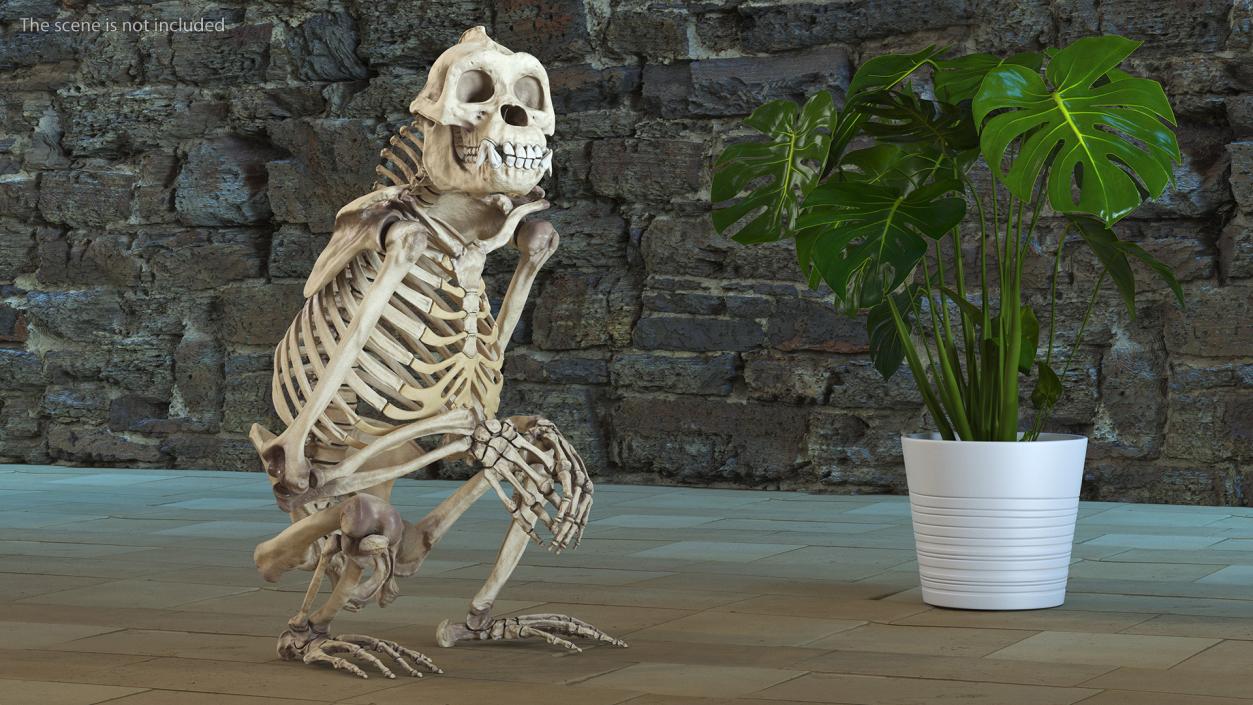 Gorilla Skeleton Sitting 3D model