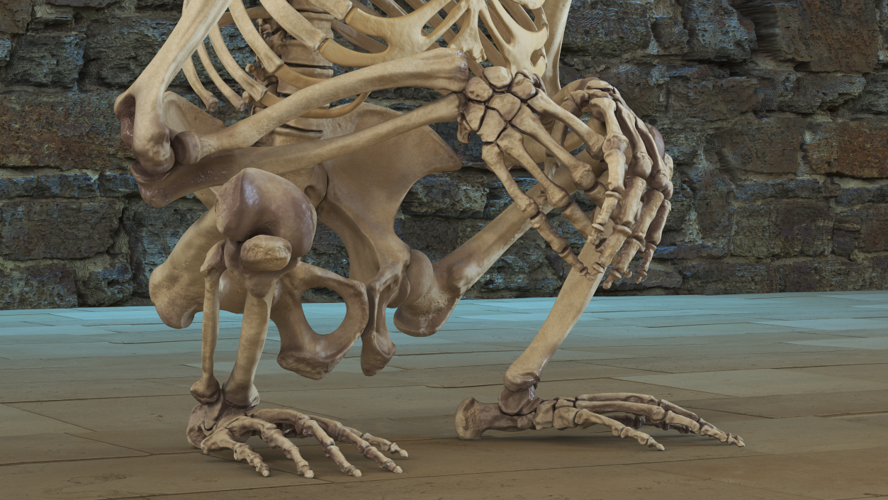 Gorilla Skeleton Sitting 3D model