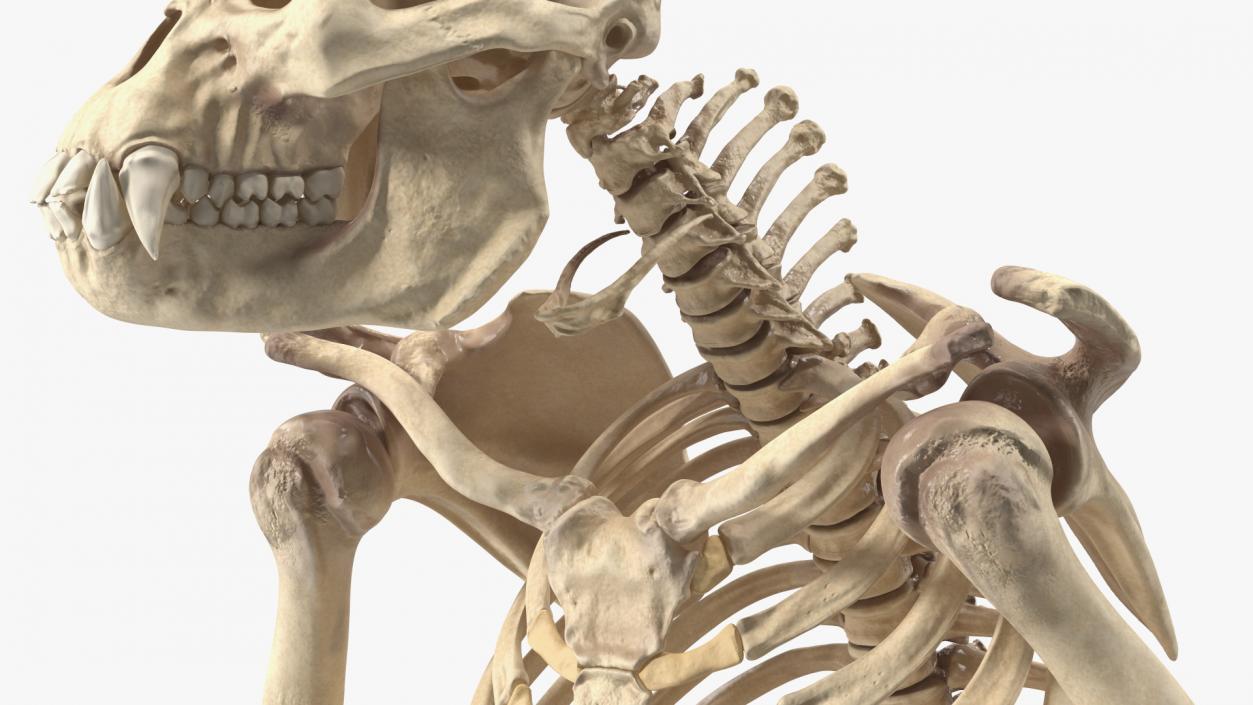 Gorilla Skeleton Sitting 3D model