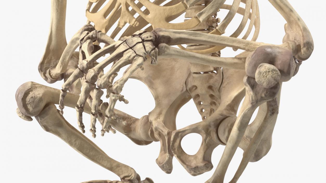 Gorilla Skeleton Sitting 3D model