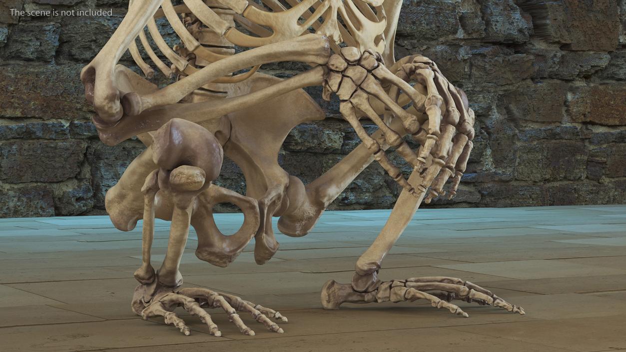 Gorilla Skeleton Sitting 3D model