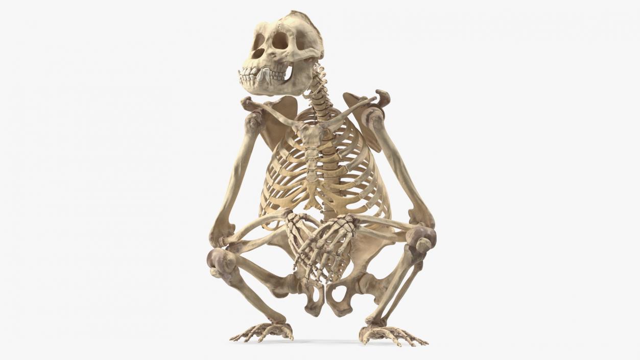 Gorilla Skeleton Sitting 3D model