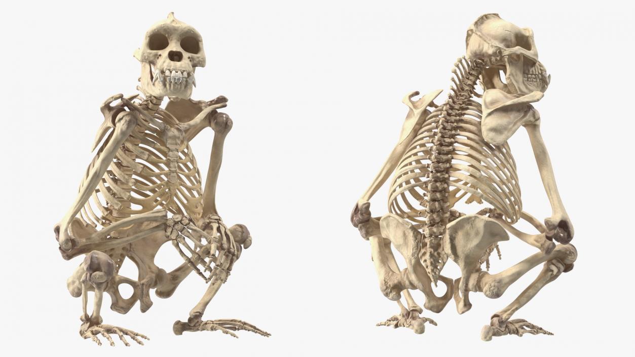 Gorilla Skeleton Sitting 3D model