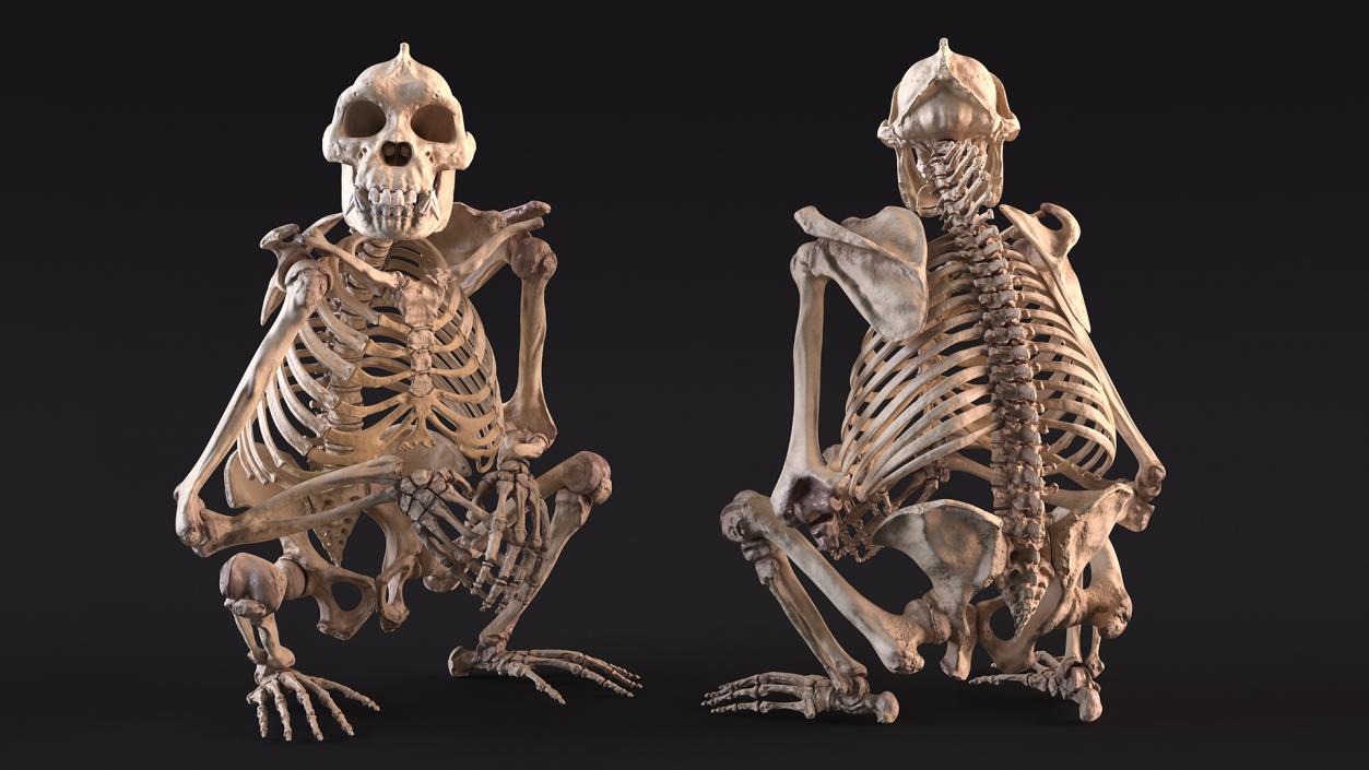 Gorilla Skeleton Sitting 3D model