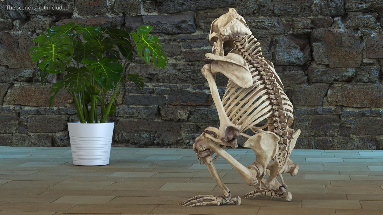 Gorilla Skeleton Sitting 3D model