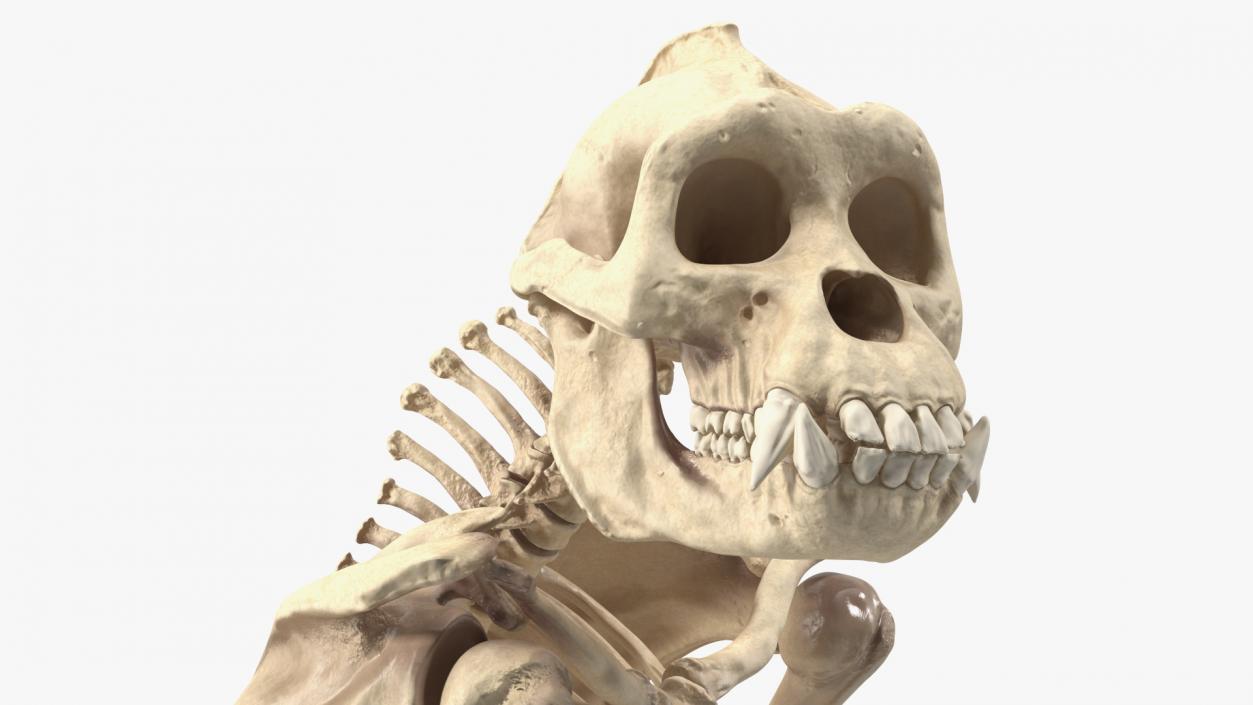 Gorilla Skeleton Sitting 3D model