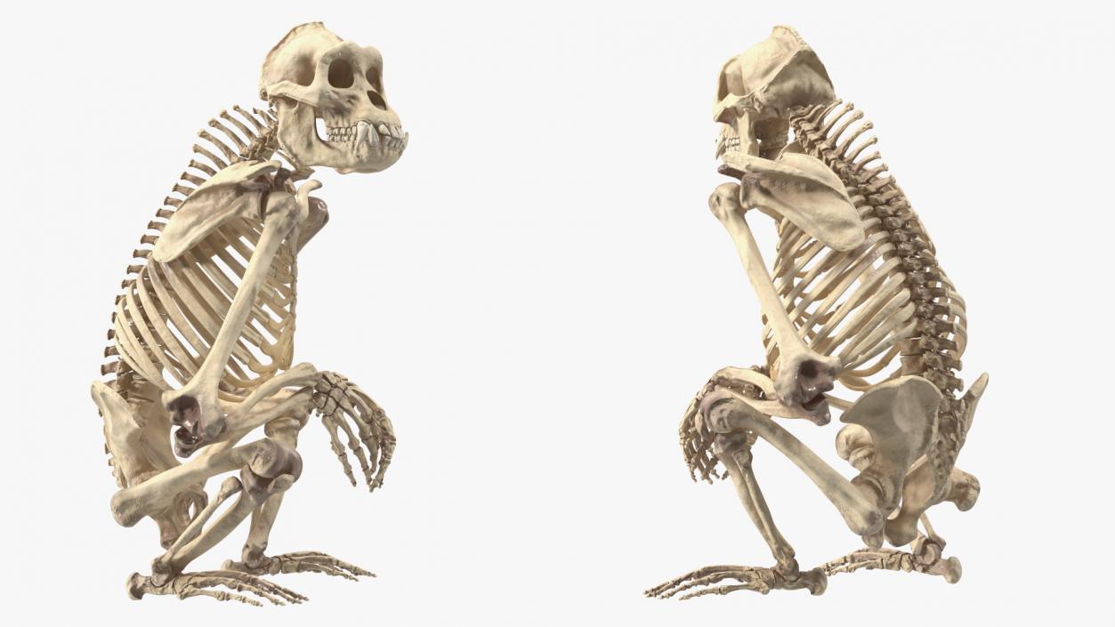 Gorilla Skeleton Sitting 3D model