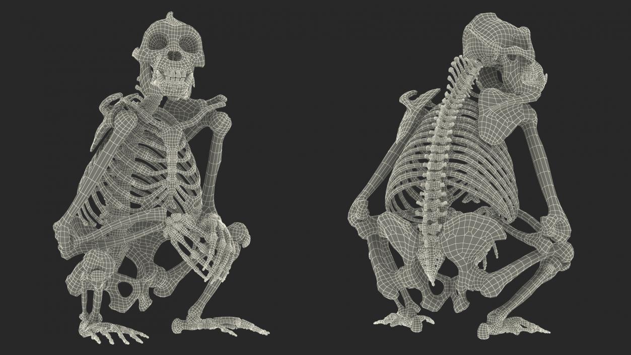 Gorilla Skeleton Sitting 3D model