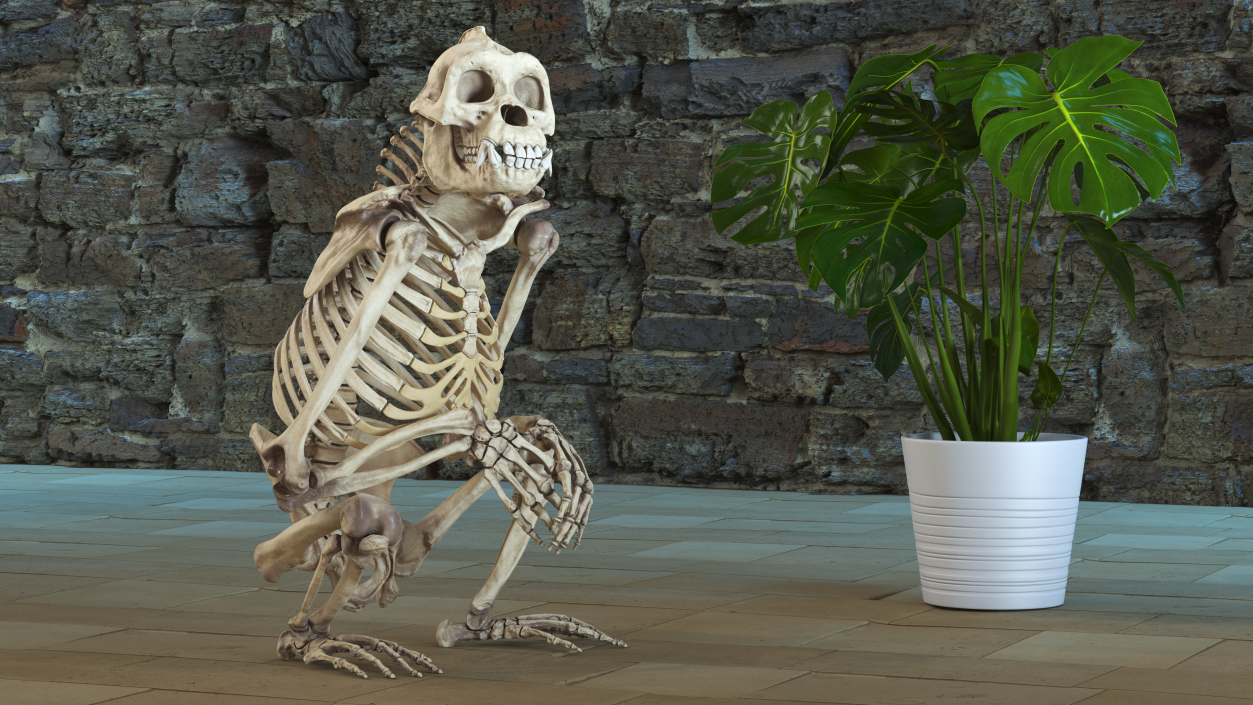 Gorilla Skeleton Sitting 3D model