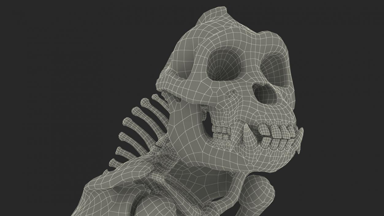 Gorilla Skeleton Sitting 3D model