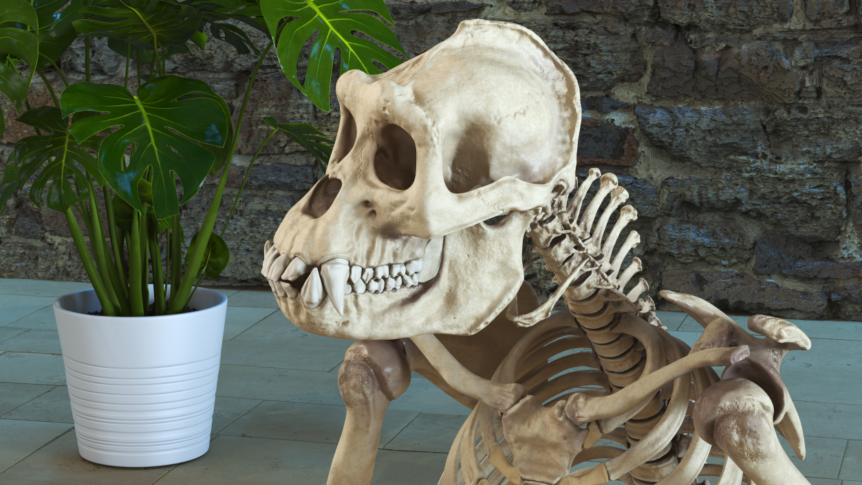 Gorilla Skeleton Sitting 3D model