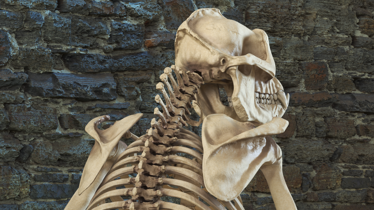 Gorilla Skeleton Sitting 3D model