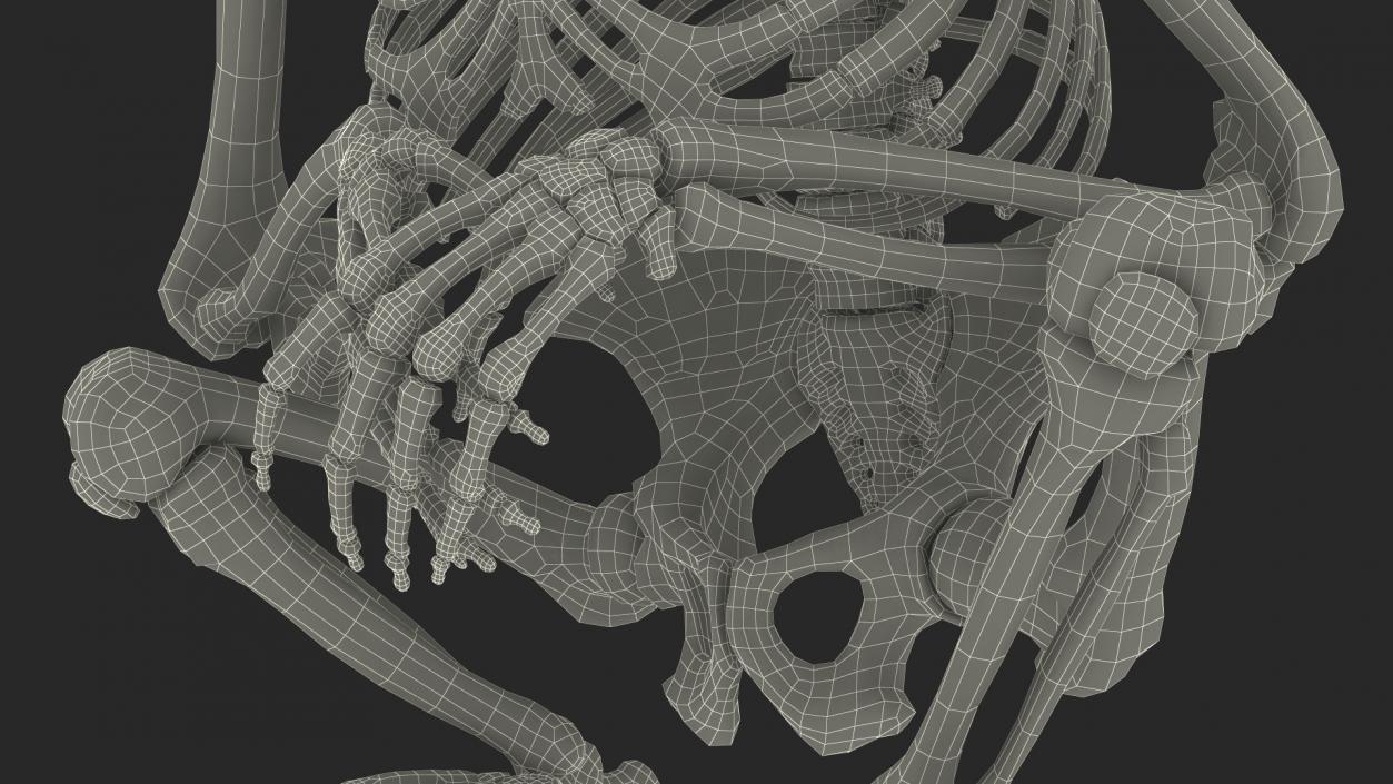 Gorilla Skeleton Sitting 3D model