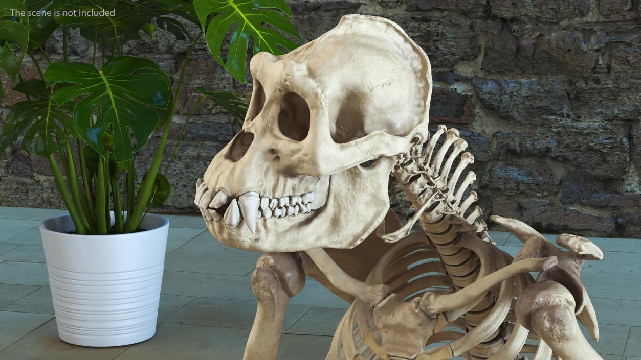 Gorilla Skeleton Sitting 3D model