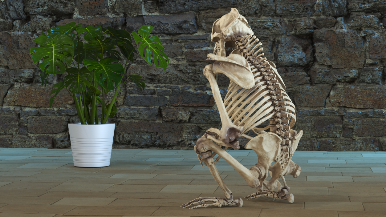 Gorilla Skeleton Sitting 3D model