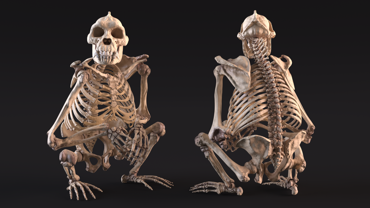 Gorilla Skeleton Sitting 3D model