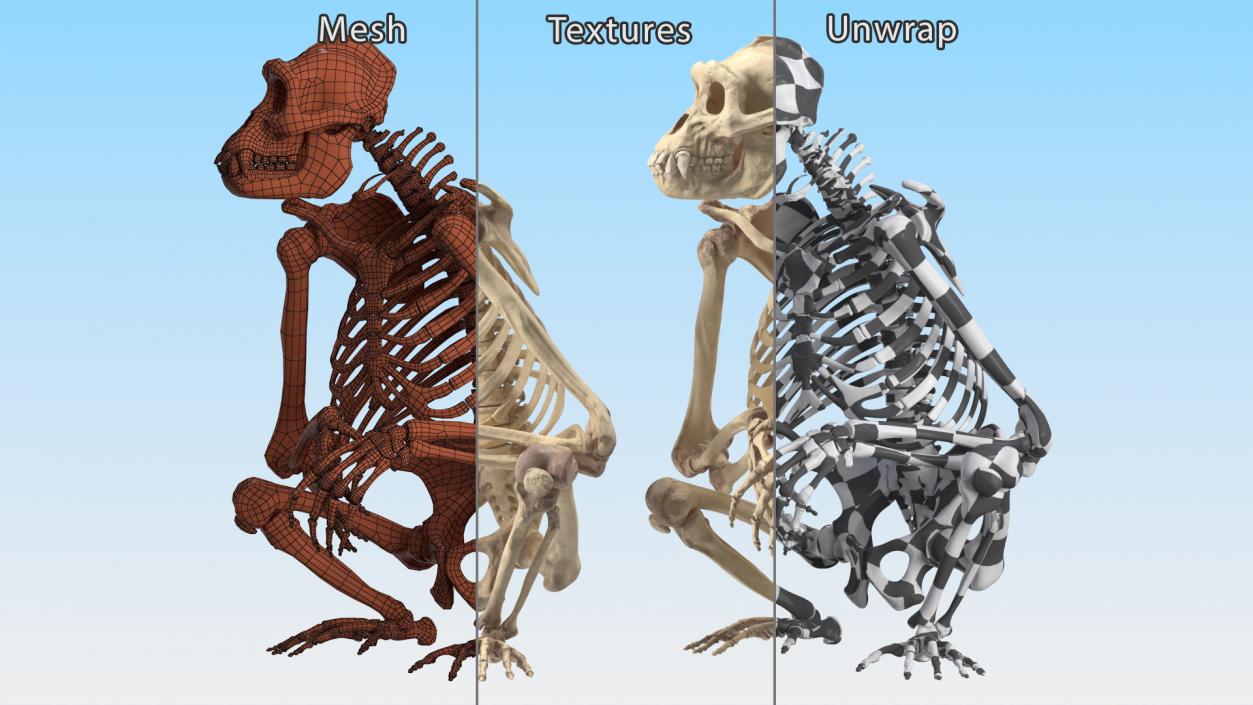 Gorilla Skeleton Sitting 3D model