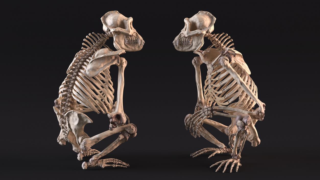 Gorilla Skeleton Sitting 3D model