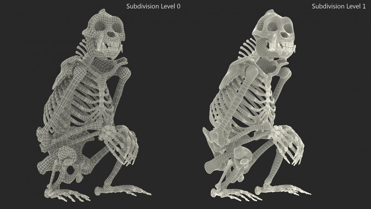 Gorilla Skeleton Sitting 3D model