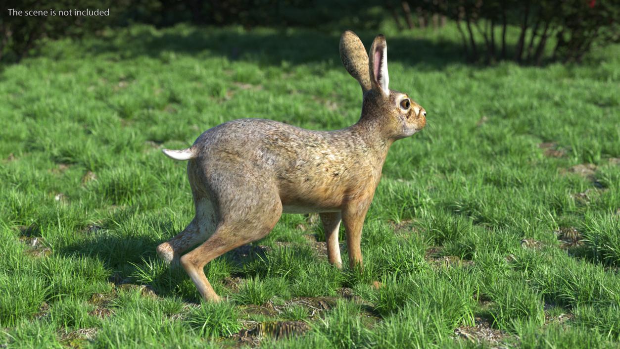 3D European Hare model