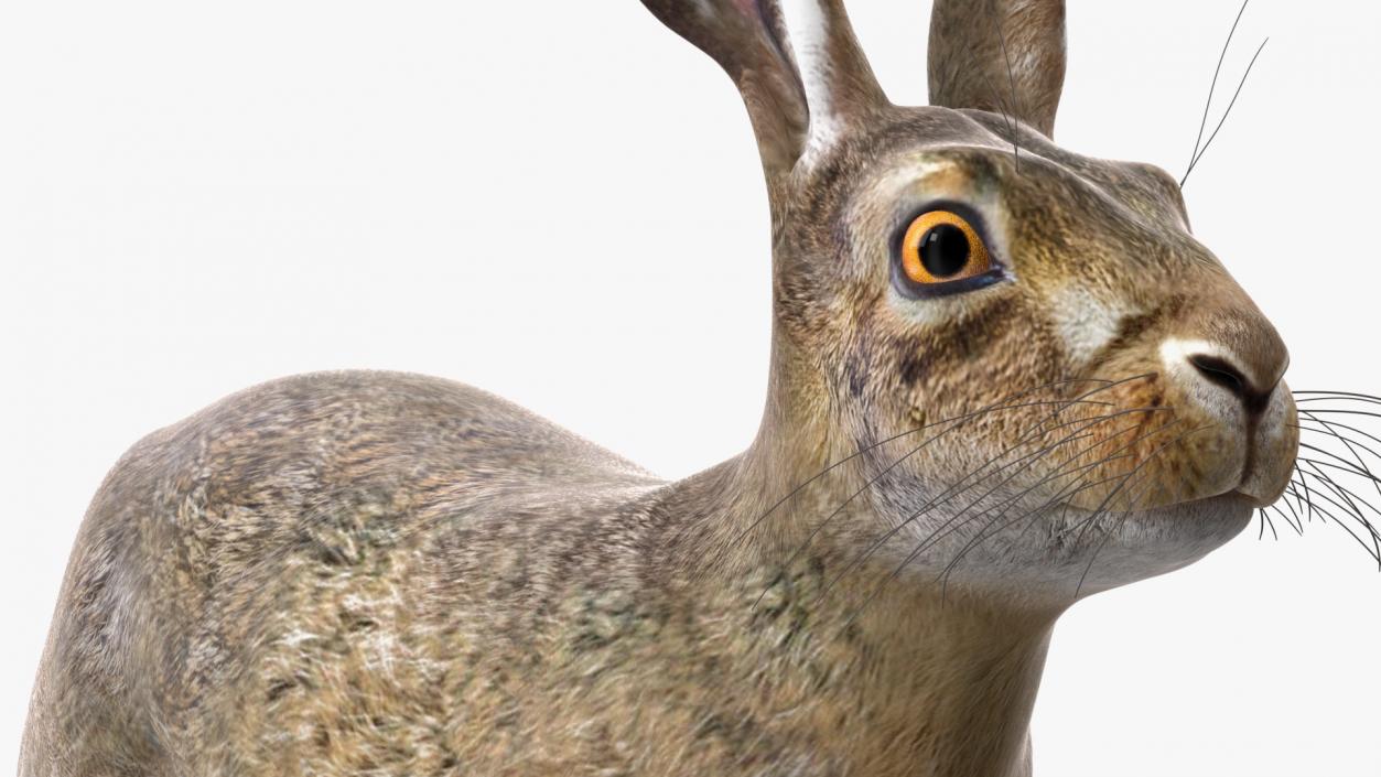 3D European Hare model