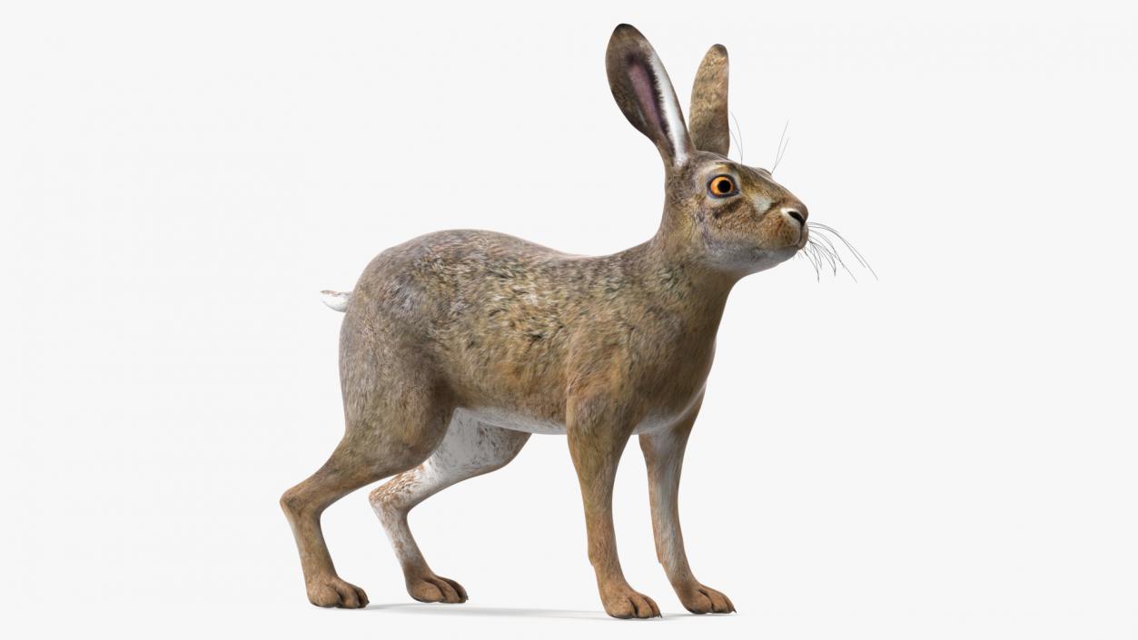 3D European Hare model