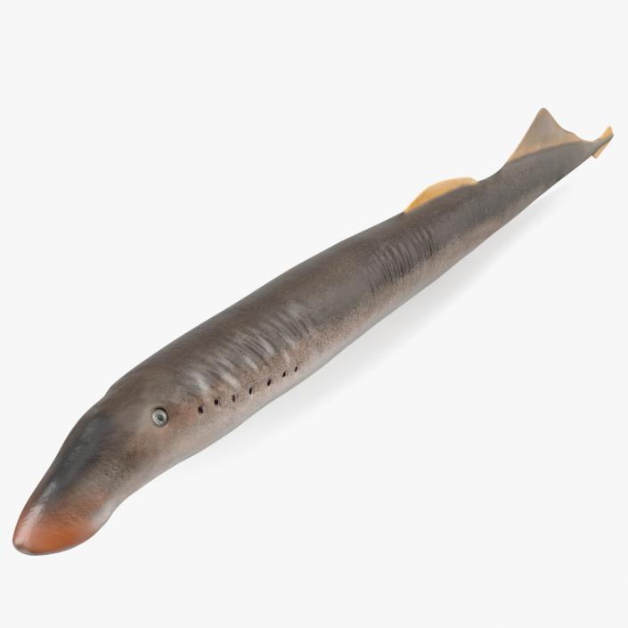 Lamprey Eel Basic Pose 3D