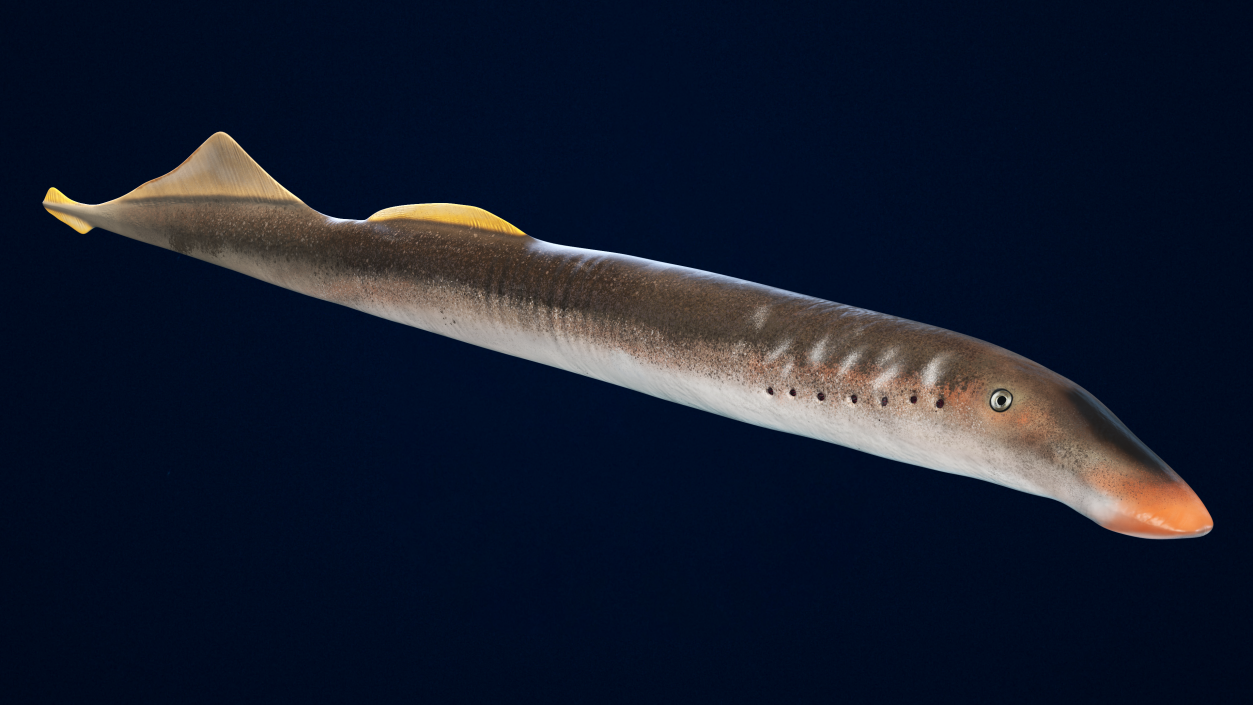 Lamprey Eel Basic Pose 3D