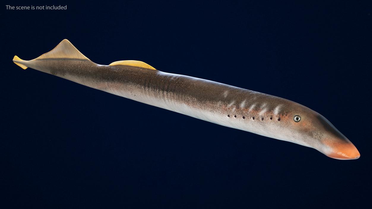 Lamprey Eel Basic Pose 3D