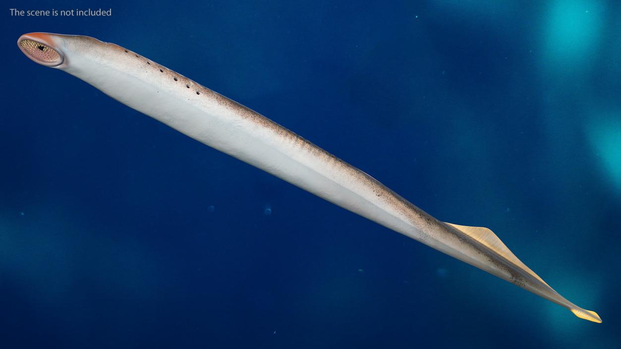 Lamprey Eel Basic Pose 3D