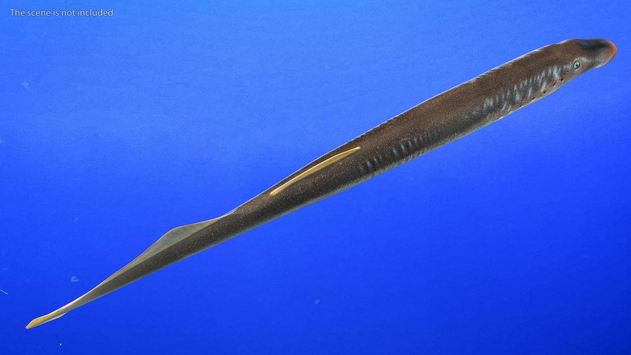 Lamprey Eel Basic Pose 3D