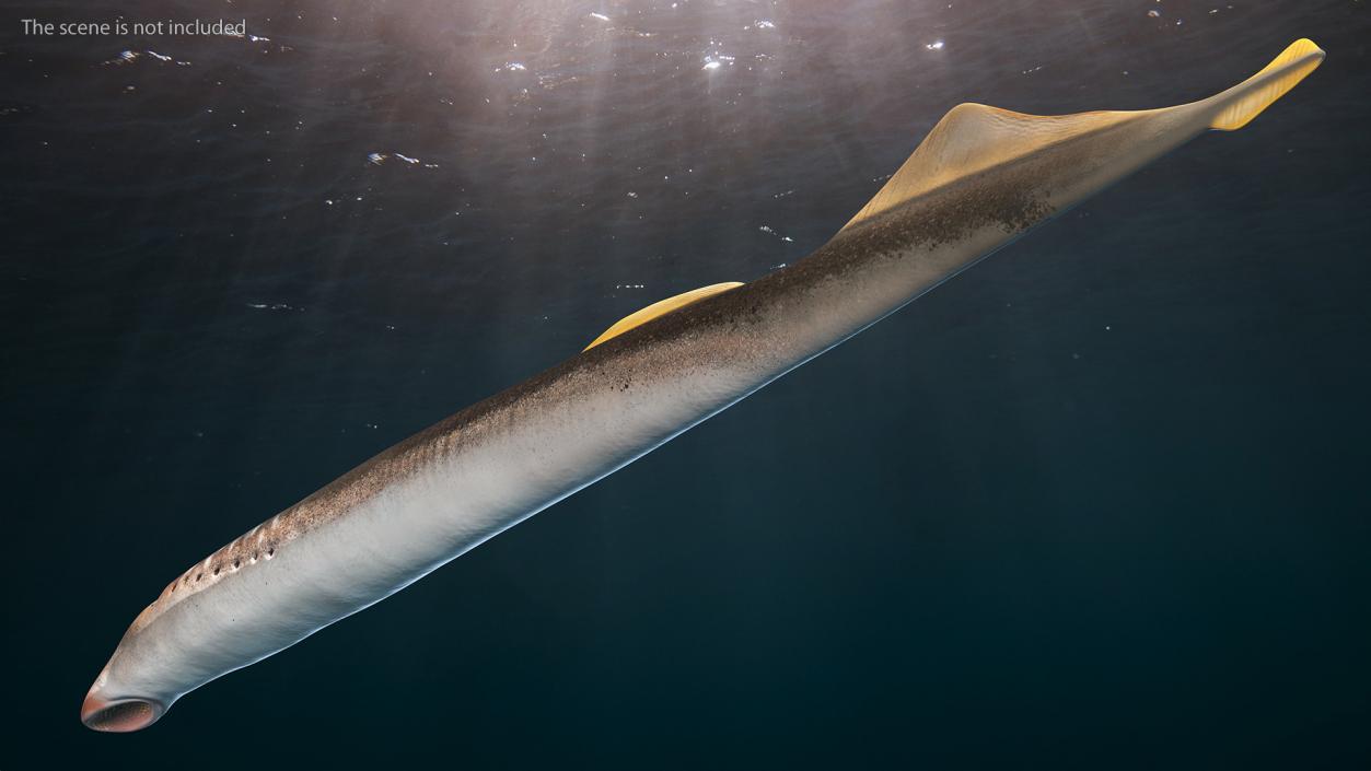 Lamprey Eel Basic Pose 3D