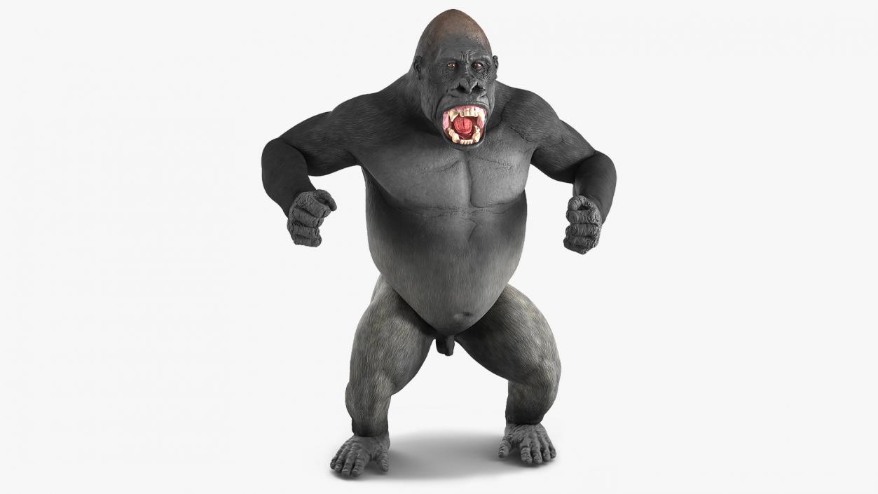 3D Roaring Gorilla Animated Rigged