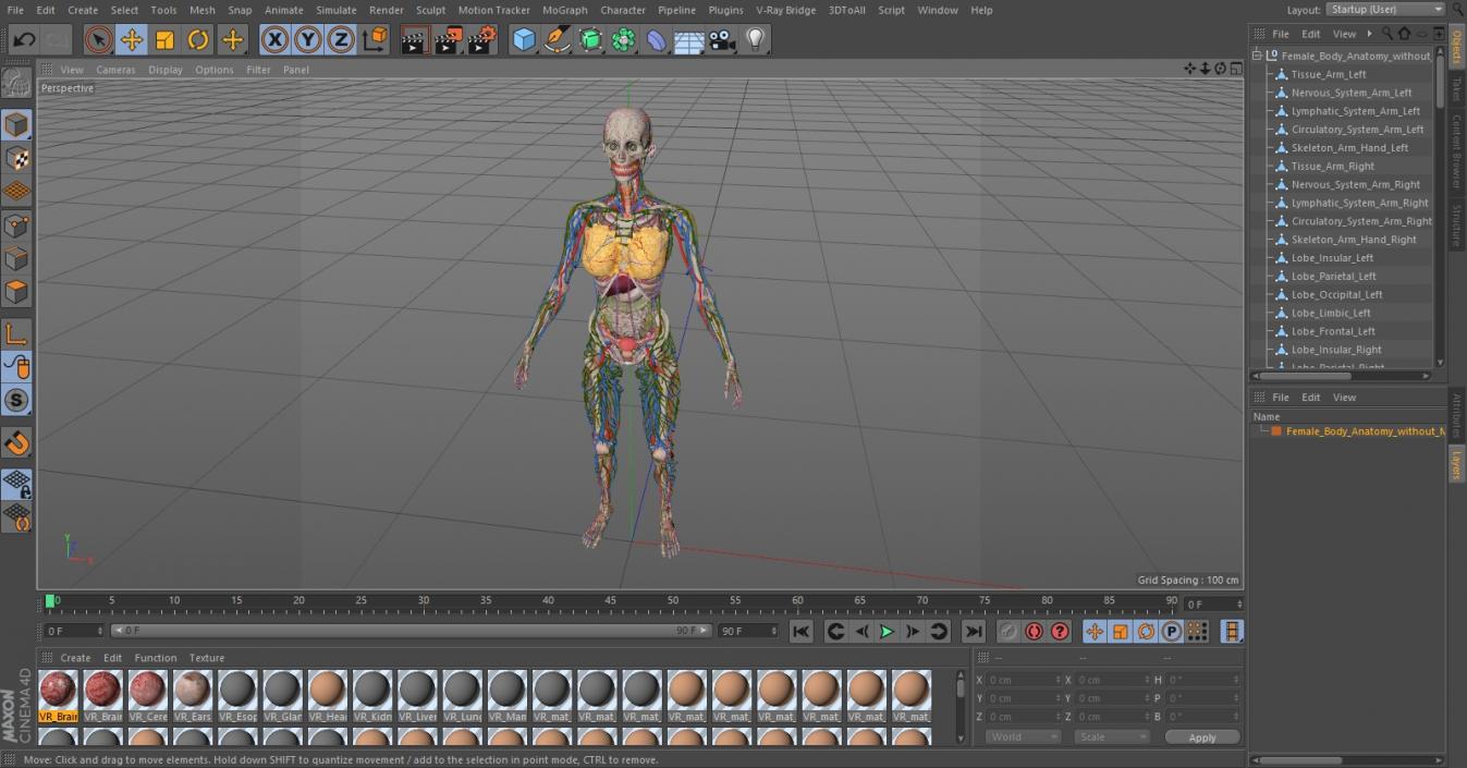 3D model Female Body Anatomy without Muscles