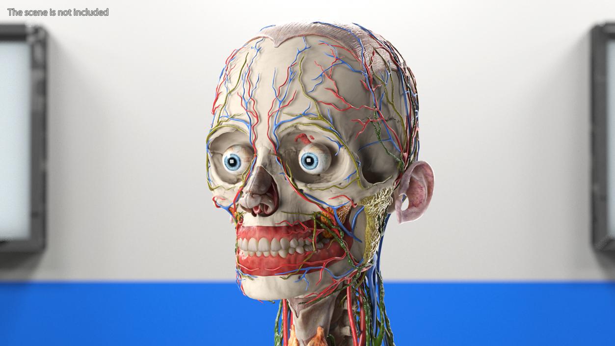 3D model Female Body Anatomy without Muscles